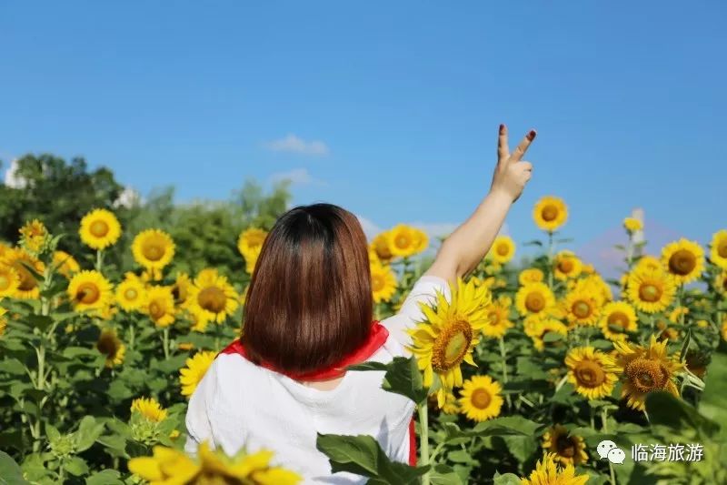 向日葵临海这个拍照打卡地不要错过了哦