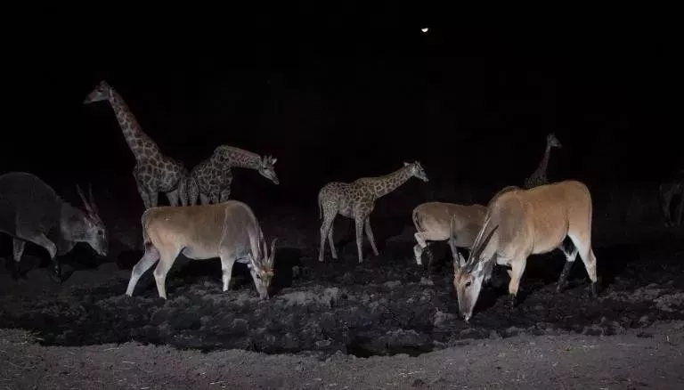 「晝出夜伏」的動物們硬被逼成「晝伏夜出」，這是一個心酸的故事 科技 第2張