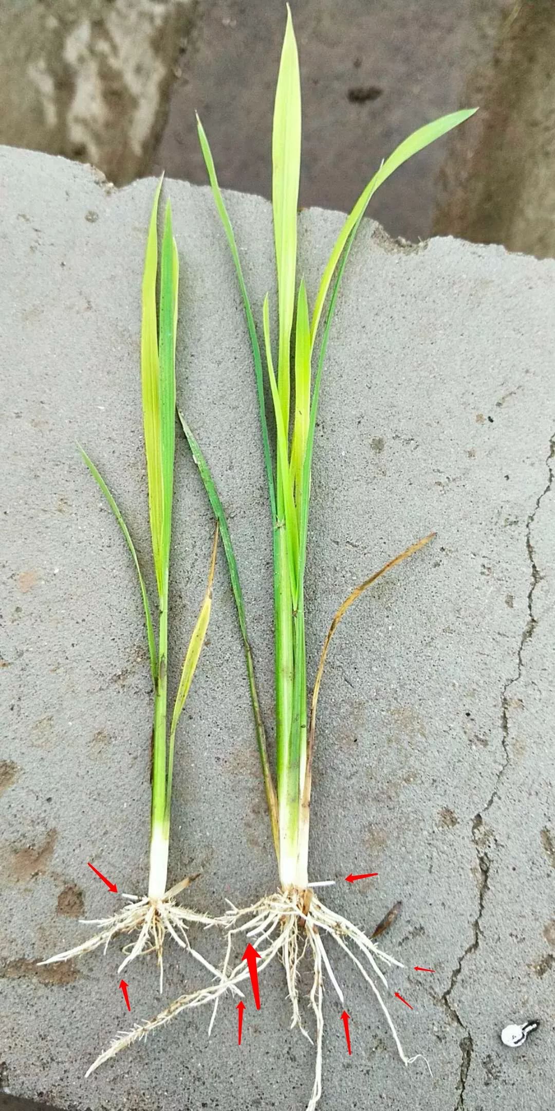 水清:从这张图片看,右侧黄苗有地中茎,应是旱直播稻,播种较深,出苗期