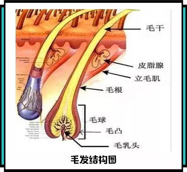 刮胡子的时候刮的其实是毛干并不会对毛囊产生什么影响所以也不会