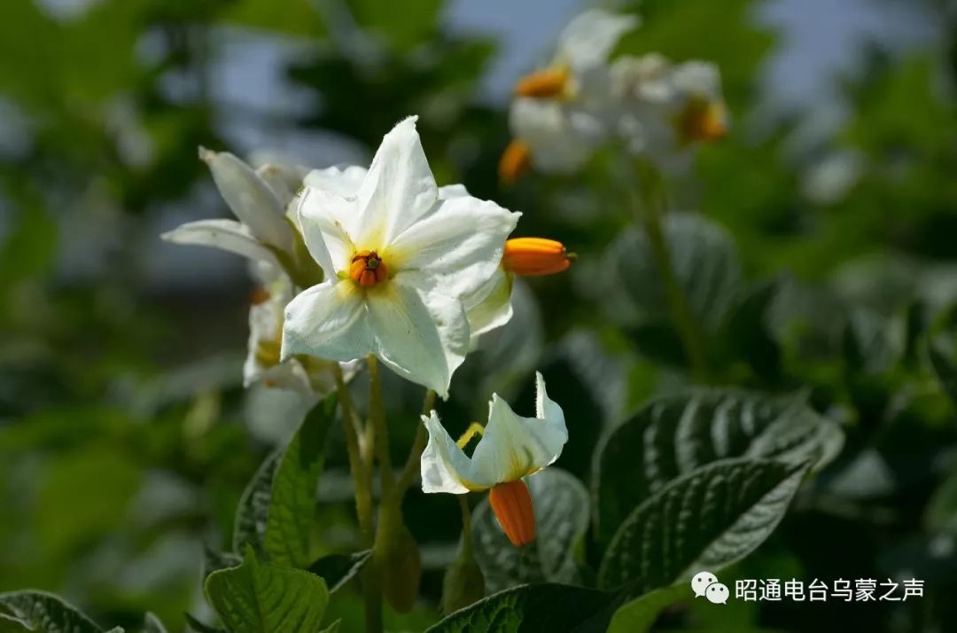 现代高效农业示范园区,加快构建良种繁育体系,建立优质商品马铃薯基地