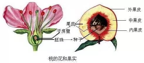 外两层表皮和中间的基本组织花的结构与其发育成的果实结构