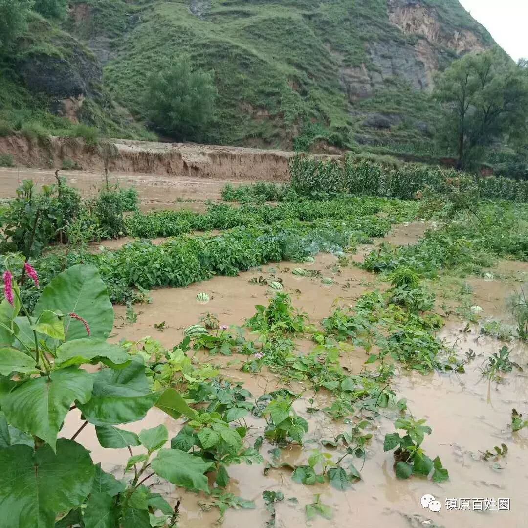 昨日暴雨,镇原三岔石咀菜地里西瓜漂在水上(图)