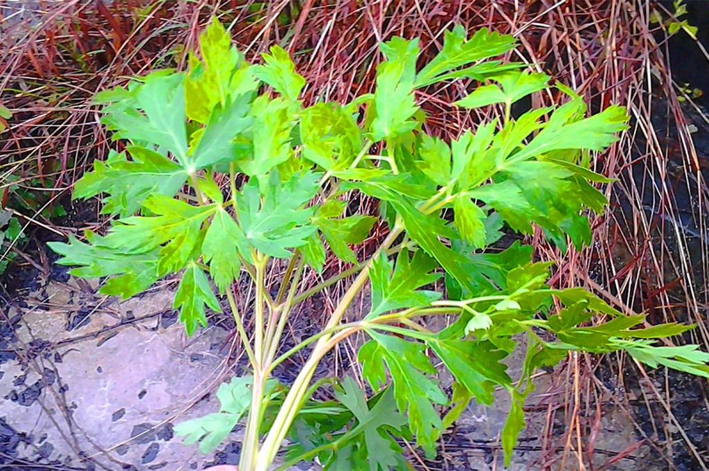 农村这种野生植物农民称它水辣菜是一种很好的食药两用野菜