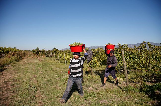 2018年份智利葡萄酒报告:产量正常,品质优异
