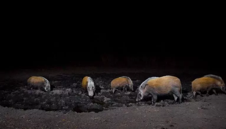 「晝出夜伏」的動物們硬被逼成「晝伏夜出」，這是一個心酸的故事 科技 第4張