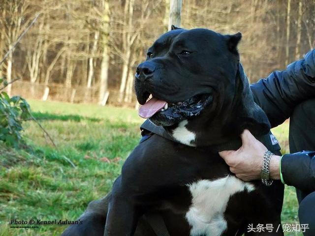 世界第一护卫犬:卡斯罗 完美的家庭伴侣犬