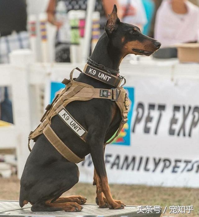 警犬传说:以游戏角色介绍七大警犬及不靠谱的警犬小分队