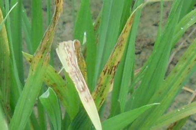 3,如果在水稻孕穗扬花期,蓟马危害时,观察颖壳,一是抽出来的是白色