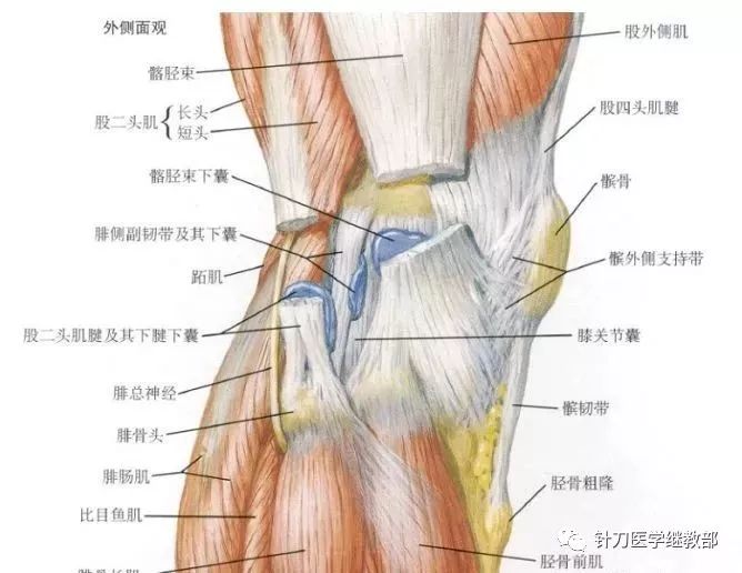 8,腘窝股骨外侧髁点 与⑦的操作方法基本相同,但需特别注意的是,必须