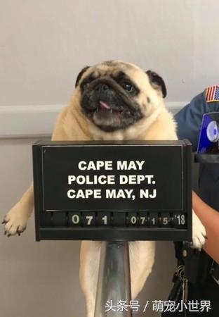 美国纽泽西州开普梅市(cape may)一只巴哥犬逃家被警察「逮捕」,还拍