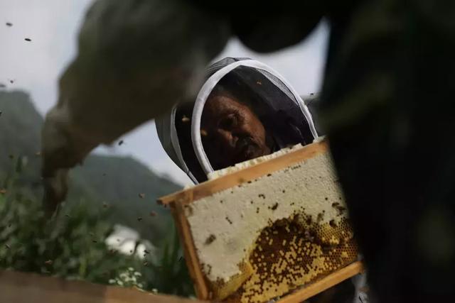 「周老虎」變身「周蜜蜂」：周正龍開淘寶店，要帶貧困戶養蜂脫貧 科技 第15張