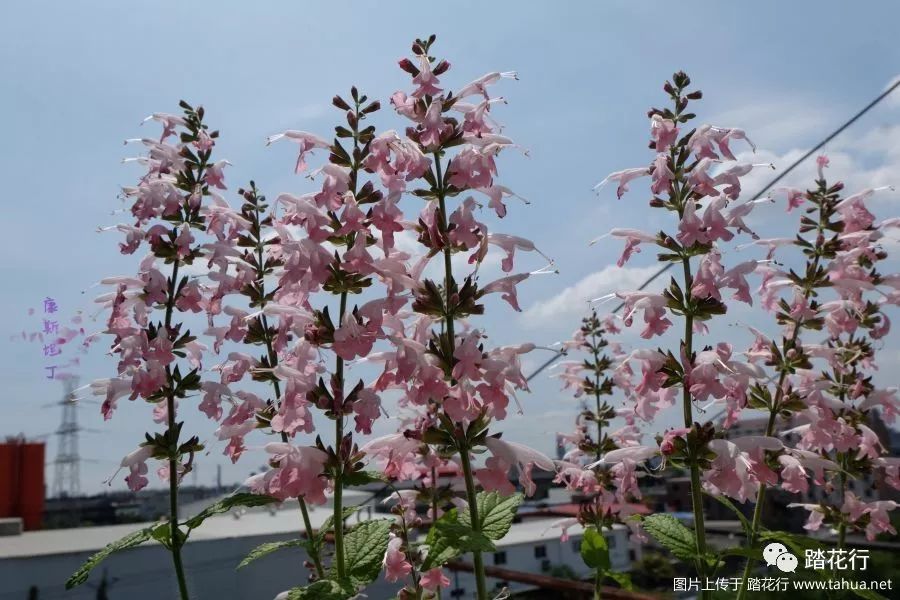 夏日强推鼠尾草夏之宝石