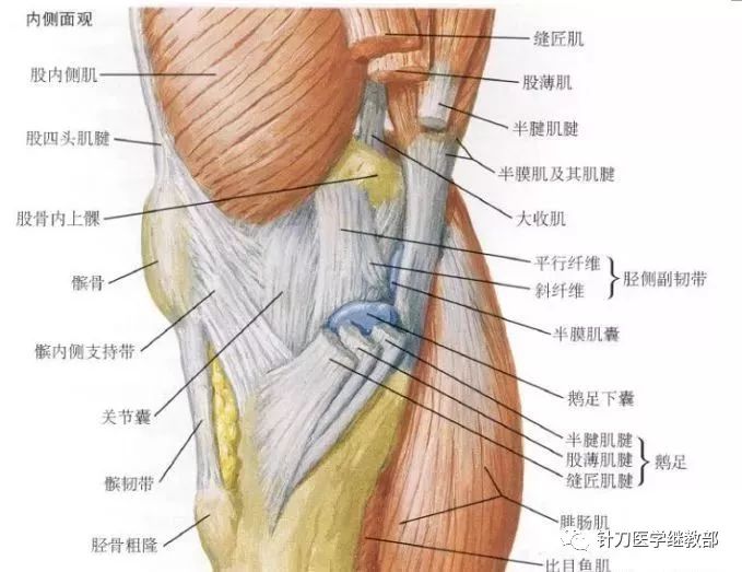 针刀治疗膝关节类风湿性关节炎