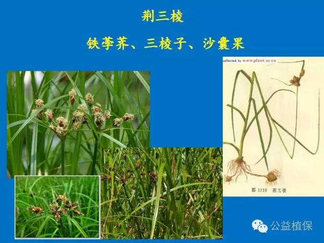 水田除草剂是什么原理_玉米打什么除草剂最好(3)