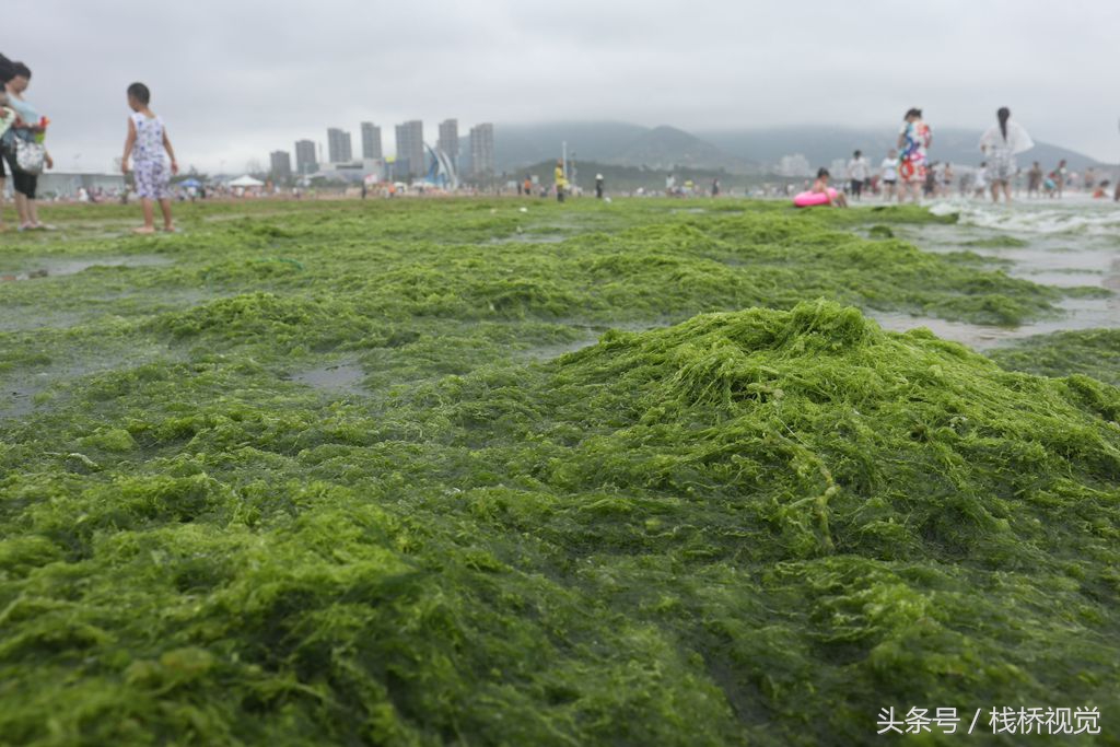 1 12 2018年7月16日,游人在青岛石老人海水浴场戏浒苔.