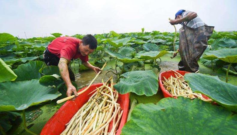 老农教你藕带怎么种才能高产