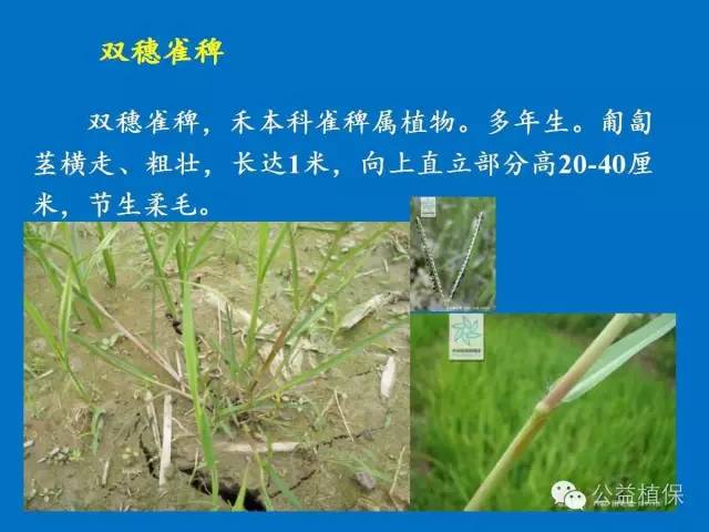 水田除草剂是什么原理_玉米打什么除草剂最好(3)