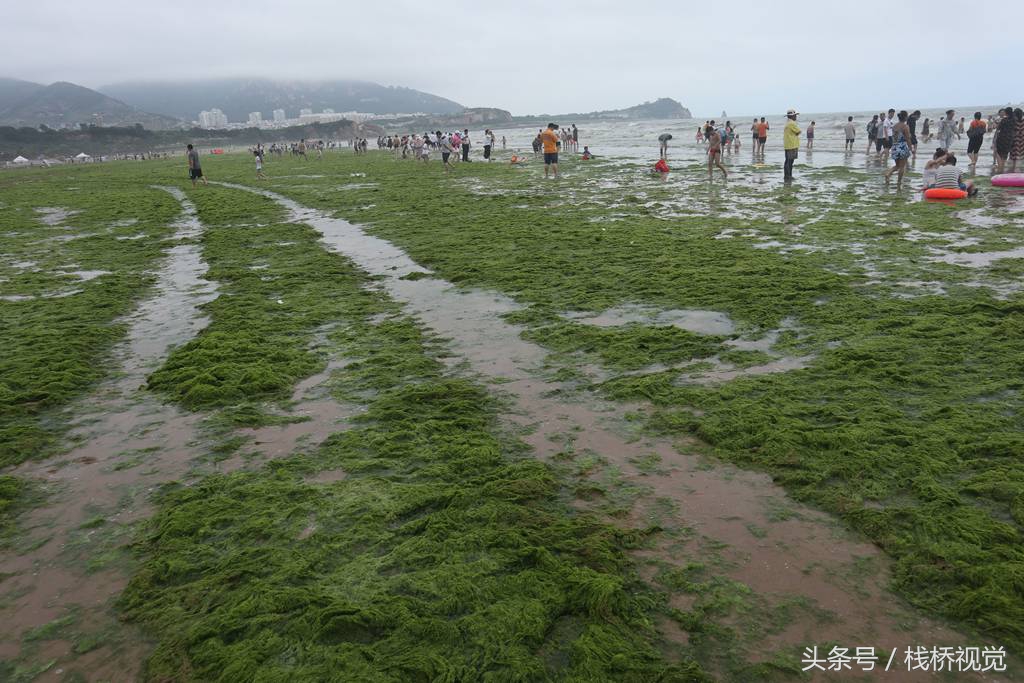 1 12 2018年7月16日,游人在青岛石老人海水浴场戏浒苔.