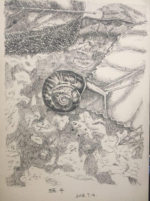 9,罗玉海的钢笔画《蜗牛》8,崔燕的钢笔点绘7,罗传荣的钢笔画6,黄壮龙