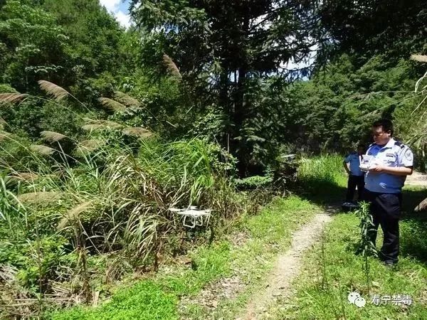 上半年,南阳镇和斜滩镇禁毒办在巡山踏查中,先后发现并废除罂粟幼苗共