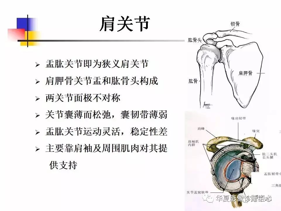 一篇文章,学会肩关节病变mri解剖及诊断,值得收藏!(上)