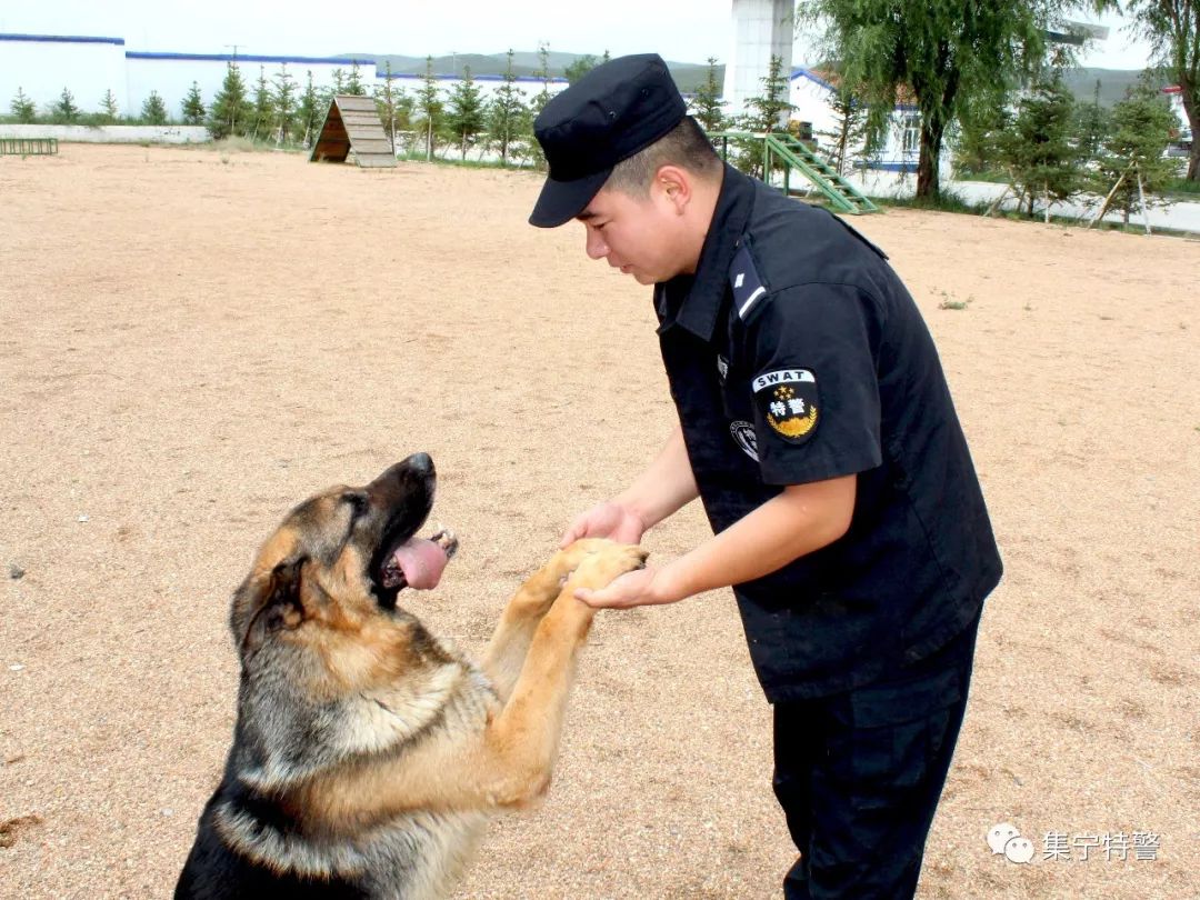 【基层风采】一名训导员与警犬的不解之缘