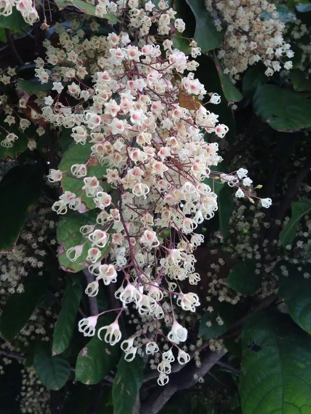 每日一花苹婆萍婆花型有点像王冠