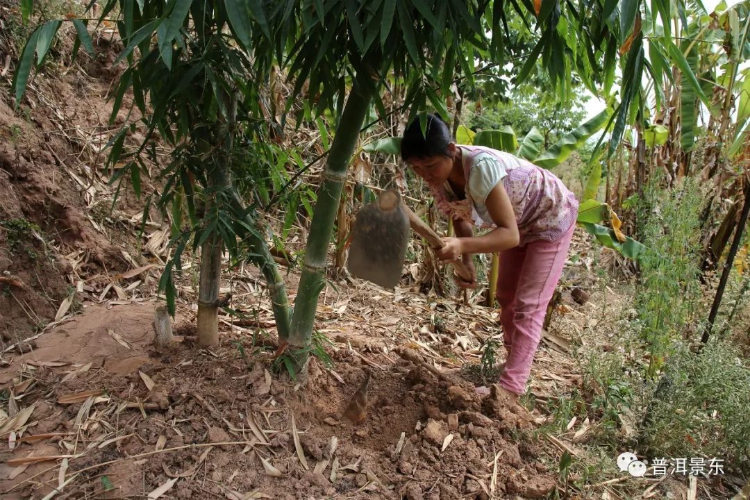 据了解,云南省普洱市景东县磨腊村的甜笋上市早,竹笋鲜,嫩,脆,甜,深受