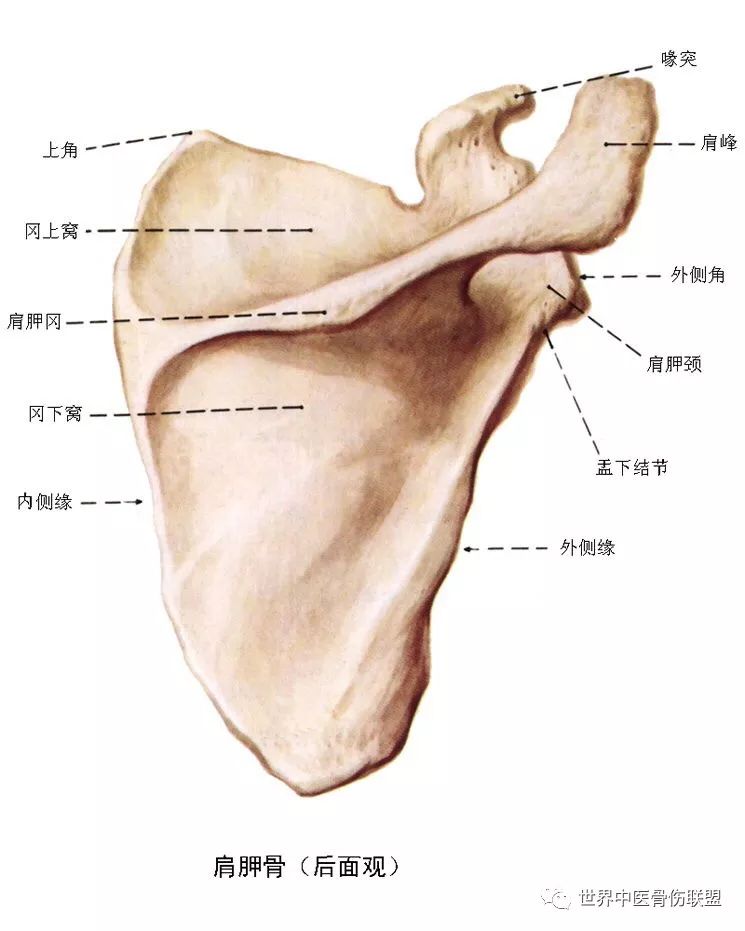 肩肘手胸廓骨骼解剖