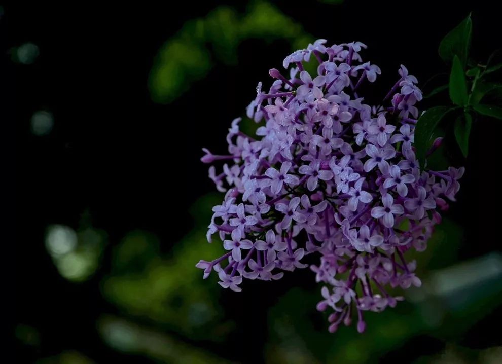 【南海风朗诵】《丁香花开的夜晚》作者:付志勇◆朗诵