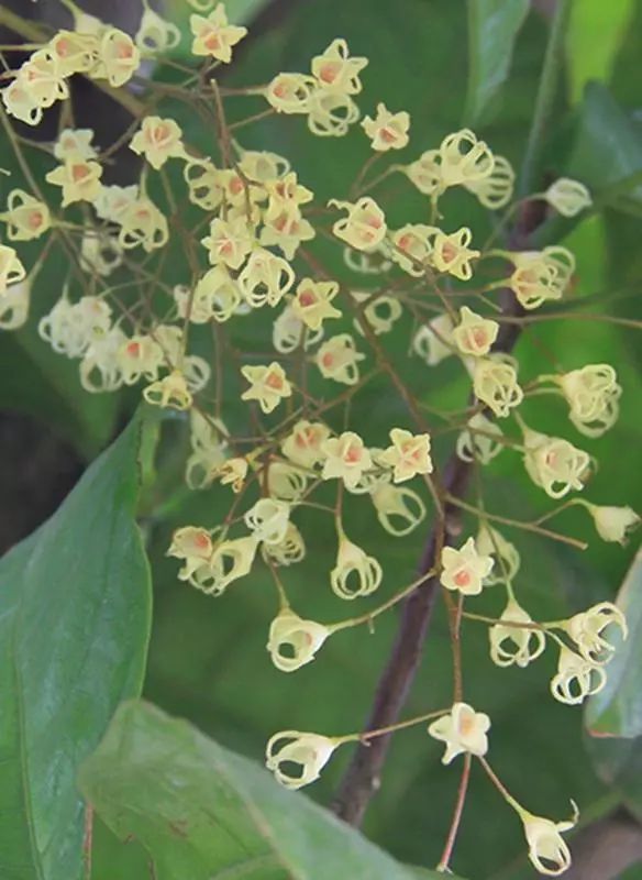 每日一花苹婆萍婆花型有点像王冠