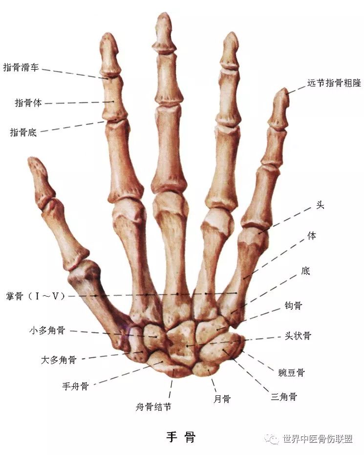 肩肘手胸廓骨骼解剖