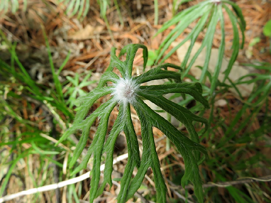 山里一种野草,是民间珍贵草药,见到请珍惜,农民称它"雨伞菜"