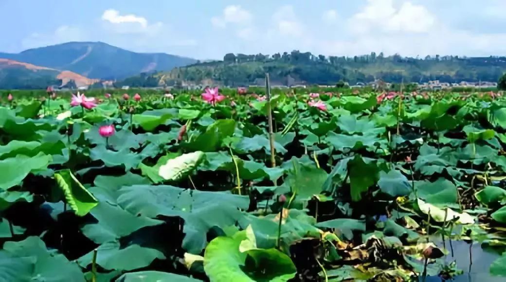 ▽石屏异龙湖:悠然自得荷花宴赏花线路:昆明(昆石高速-石林