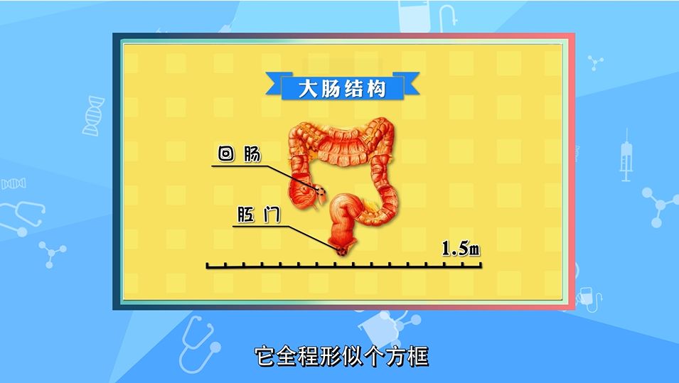 【肿瘤百问 | 第51集】大肠的结构和功能是怎样的?