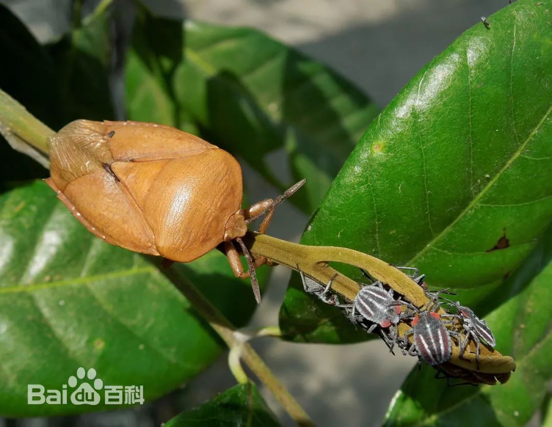 椿象是半翅目,蝽科动物,当受到攻击时,椿象可以从腹部的顶端释放出