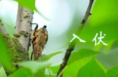 稻田荷香微风晚霞一到夏天傍晚西安人都爱往这跑