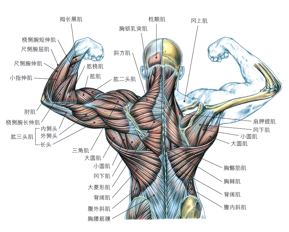 身材扁平宽怎么穿搭_口腔扁平苔藓图片(2)