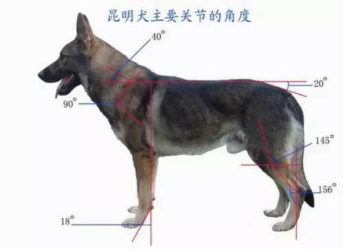 中国第一个定型优良犬种 中国昆明犬 被你占了