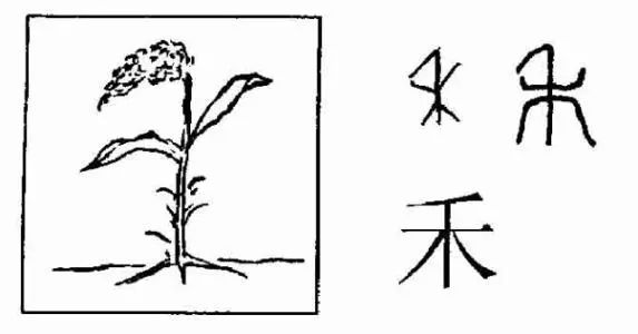 禾 甲骨文和金文的"禾"字,就像一株成熟了的稻谷,有茎有叶,上部是垂向