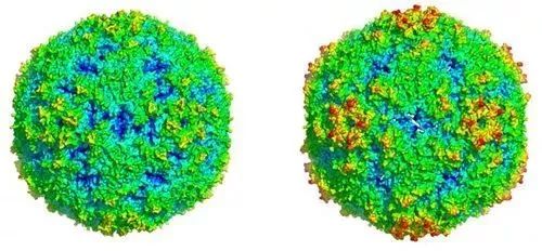 ev71成熟病毒颗粒及空病毒颗粒的晶体结构