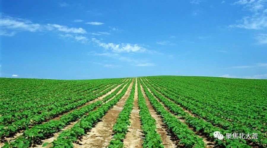 农垦大西江农场有限公司大豆合理密植增产又高
