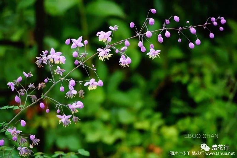 其他各种唐松草(紫花唐松草,单瓣偏翅唐松草:作者:徐晔春返回搜狐