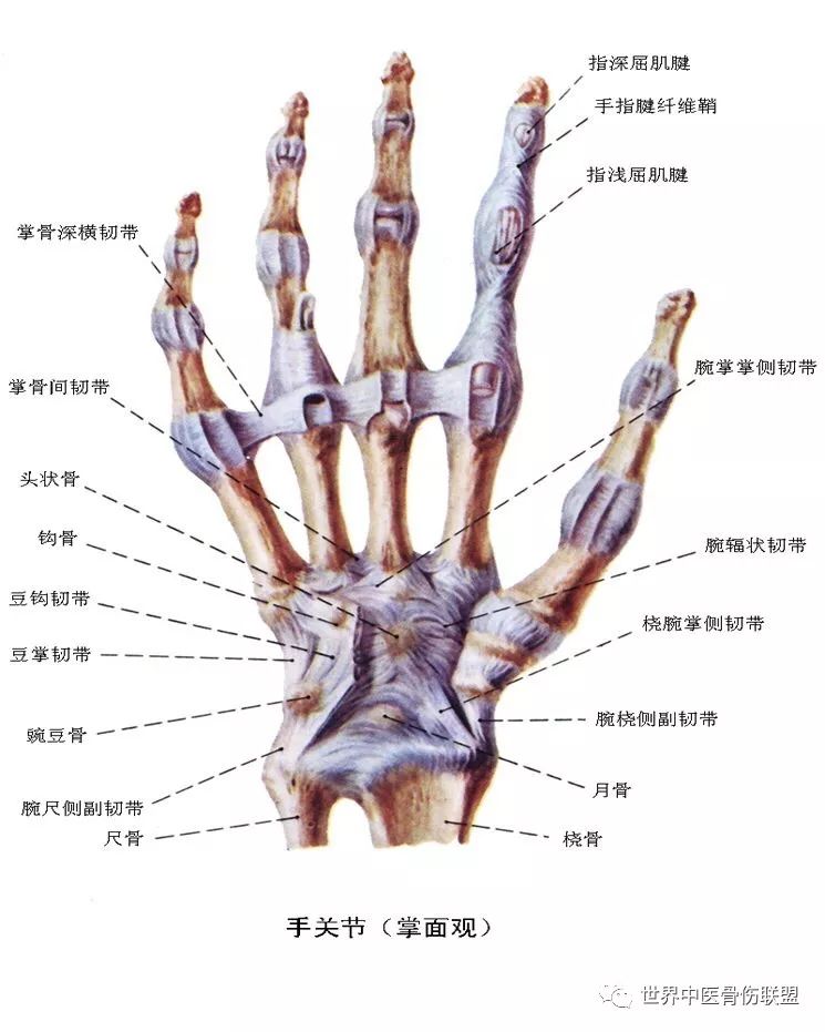 肩肘手胸廓骨骼解剖