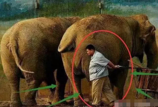 在動物園喂了10年大象，後被郭德綱看中，搭檔嶽雲鵬年收入800萬 娛樂 第3張