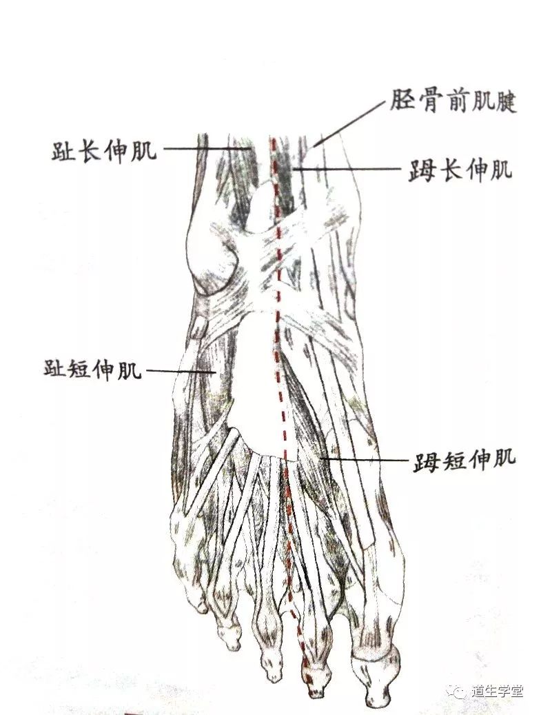 膝下3寸分出,沿趾长伸肌外侧下行至第三脚趾外侧;②从脚背分出沿第一