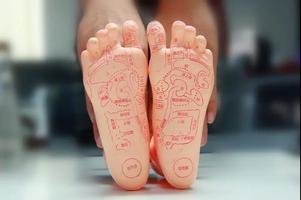 脚是重要的运动器官,脚上有许多与内脏器官连接的神经反应点.