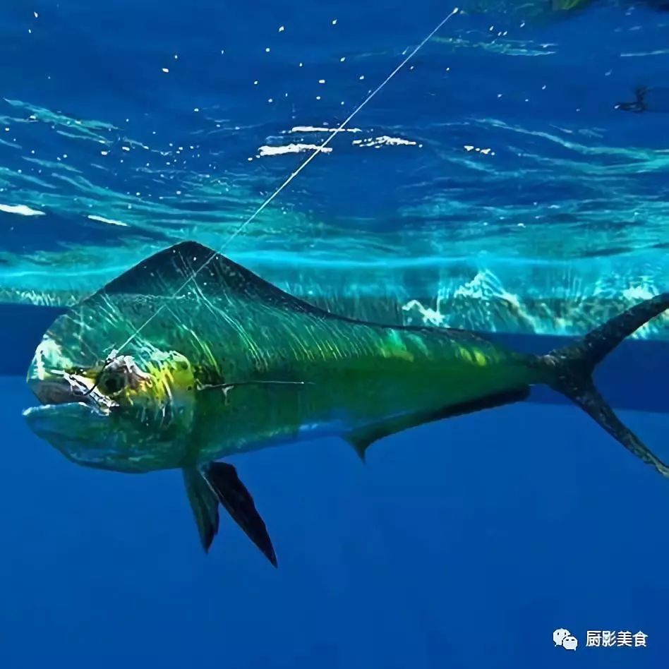 海钓奇观飞鱼和鬼头刀的终极对决