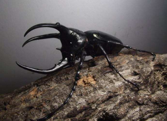大王虎甲,是全球最大的食肉甲虫,被称为"非洲地面暴君" ,以巨型,食肉